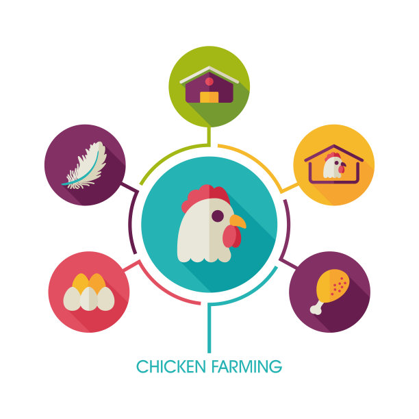 养鸡图标和农业信息图图片下载