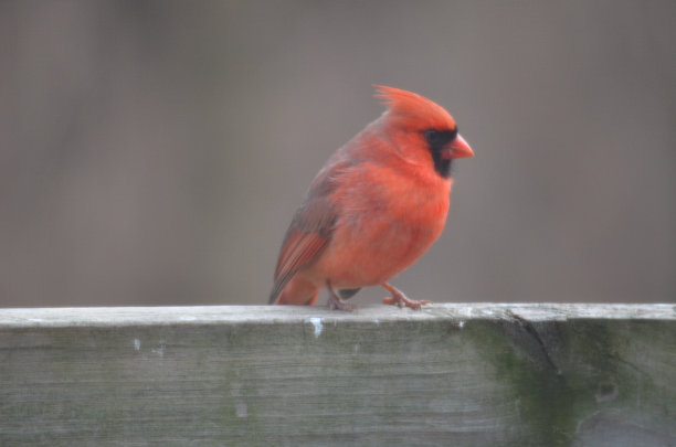 红衣主教图片下载