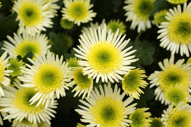 菊花的简历图片下载