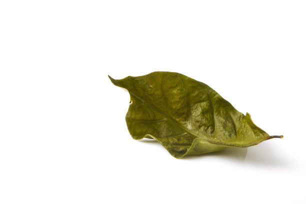 白色背景下的单叶图片下载
