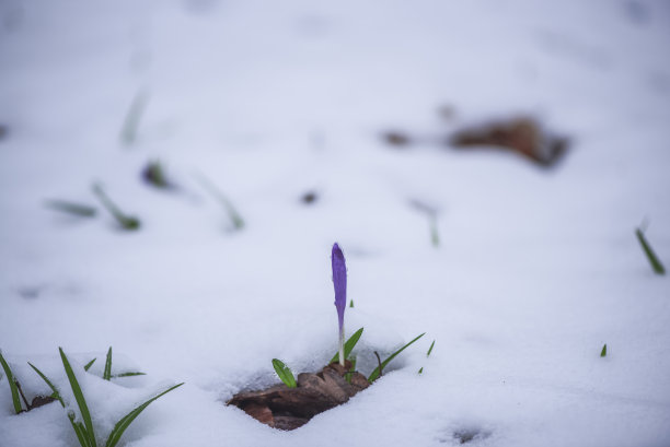 森林中的花朵图片下载