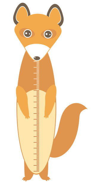 可爱的狐狸滑稽的脸和毛茸茸的尾巴孤立在白色的背景。儿童身高一米贴墙，儿童量尺。向量图片下载