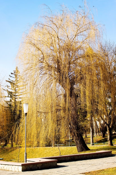 公园里的大黄柳图片下载