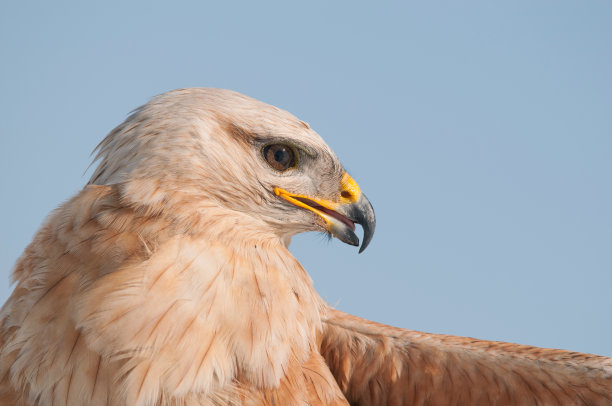 猛禽-空中常见的秃鹰近距离素材图片