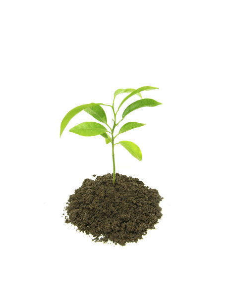 绿色植物图片下载