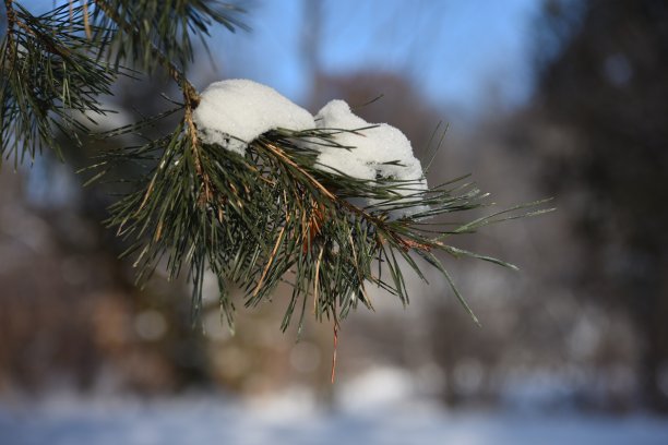 圣诞快乐之外图片下载