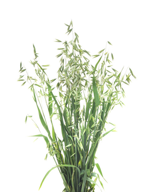 一堆绿色燕麦。图片下载