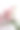 康乃馨照片素材ID：315997488
