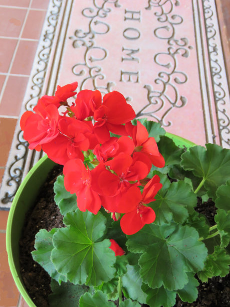 天竺葵、红图片下载