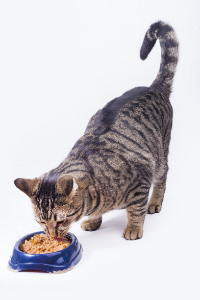 猫在吃饭图片下载