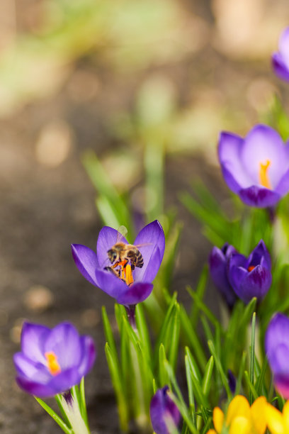 蜜蜂飞近花与阳光照耀的背景图片下载