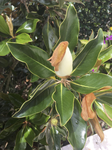 玉兰花盛开图片下载