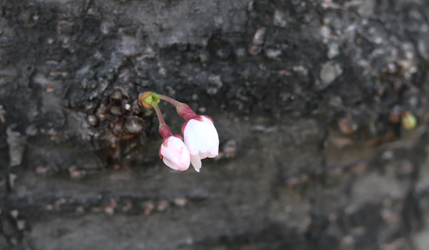 樱花花蕾与樱花树柱。图片下载