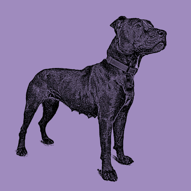 希望被收养的雌性比特斗牛梗犬图片下载