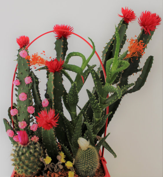 仙人掌和花蚤图片下载