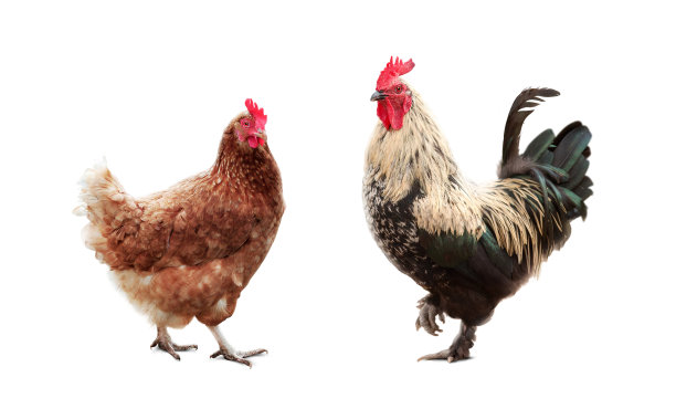 公鸡和母鸡孤立在白色背景图片下载