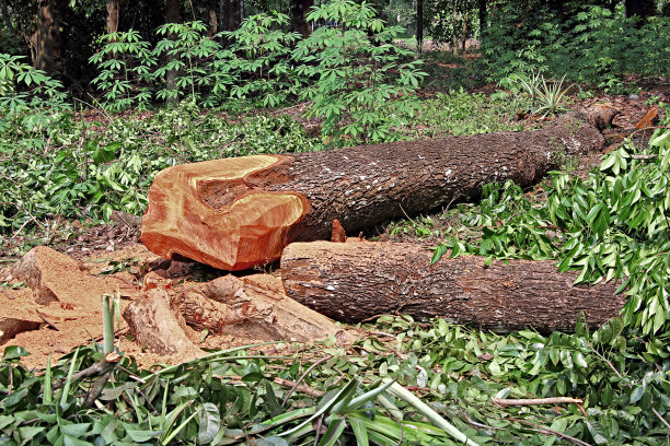 被伐倒的大树的树干图片下载