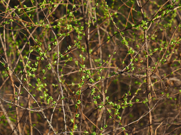 三月春天的花蕾图片下载