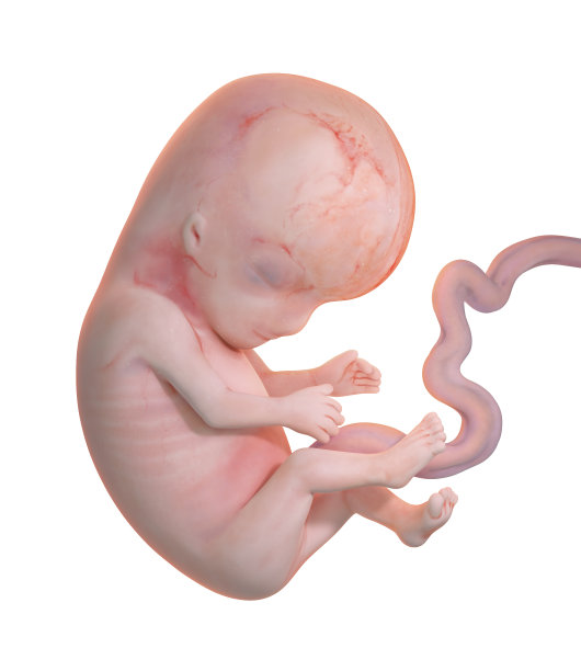 白色背景上的人类胚胎。图片下载