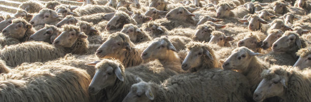 意大利莱切的羊群图片下载