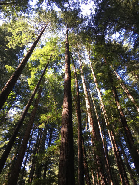 红杉查找图片下载