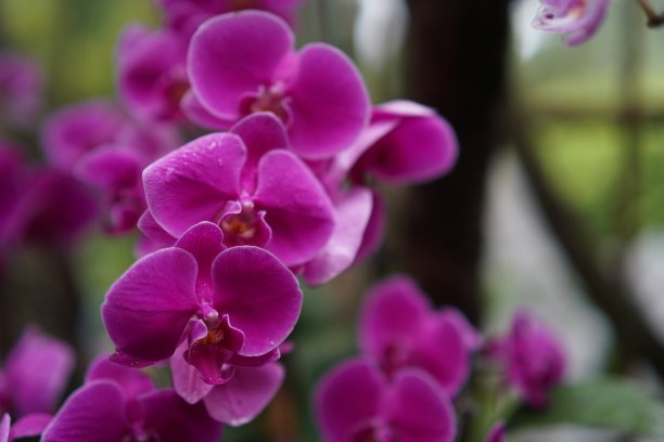 粉红色的兰花图片下载