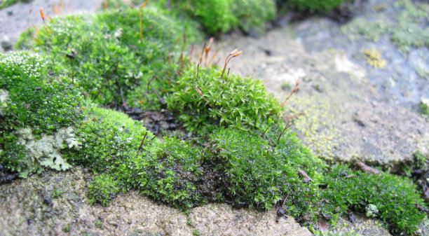 雨天里天然石头上的美丽绿色苔藓图片下载