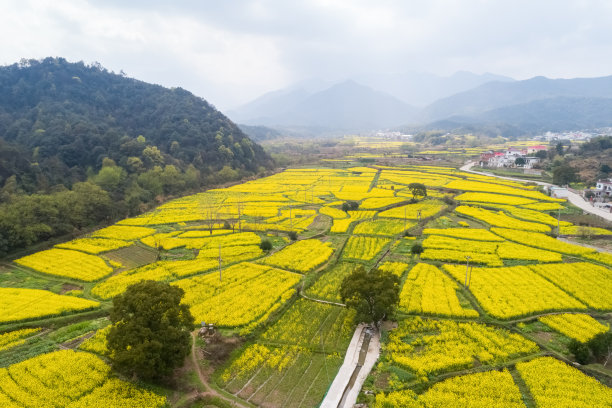 春天的油菜花田图片下载