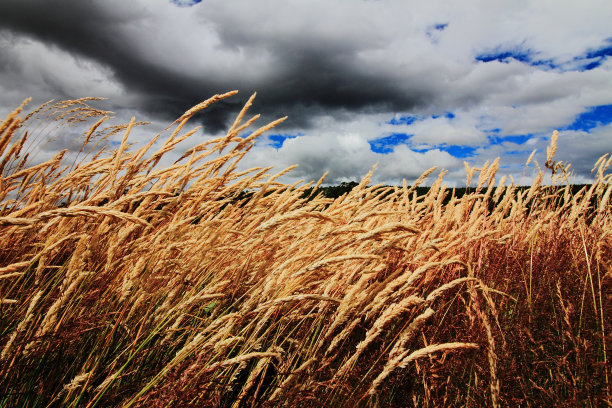 风暴麦田图片下载