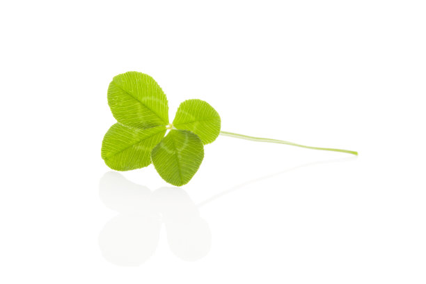 健康的三叶草花图片下载