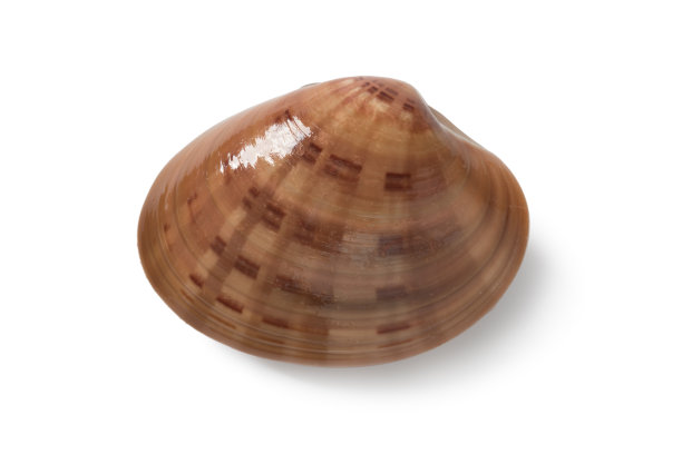 单鲜生闭滑蛤图片下载