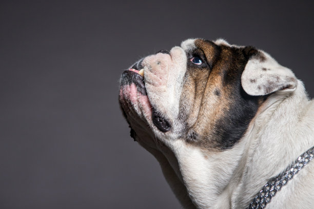 牛头犬头部轮廓在灰色背景。图片下载