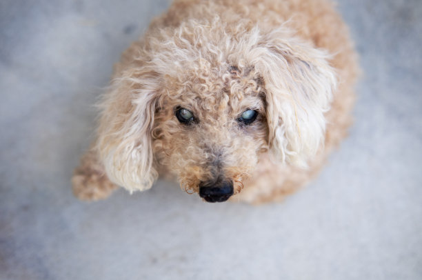 老盲狮子狗专注于他的脸图片下载