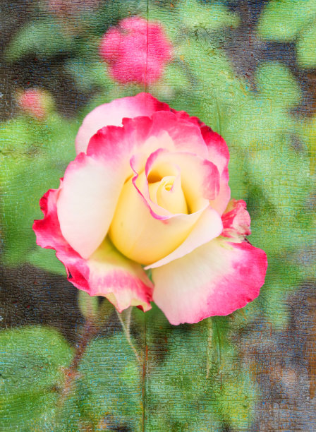 橙色系的玫瑰图片下载