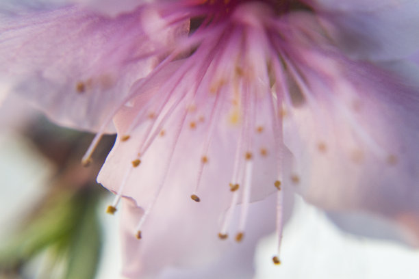 粉红桃花背景图片下载