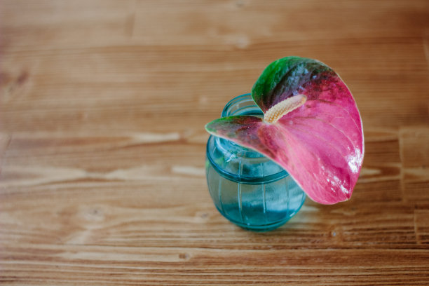 木色背景上的粉色红掌花图片下载