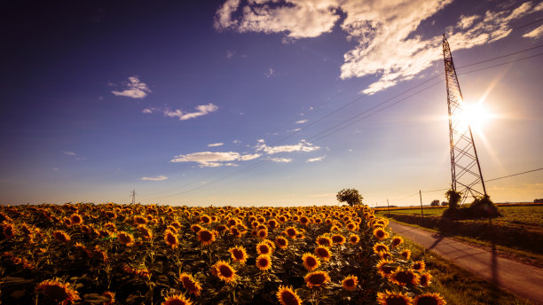 夏日里向日葵盛开图片下载