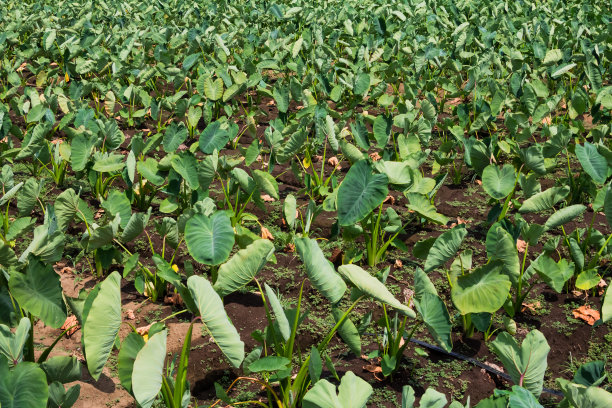 芋头田图片下载