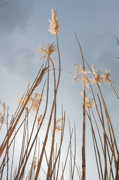 芦苇从底部图片下载
