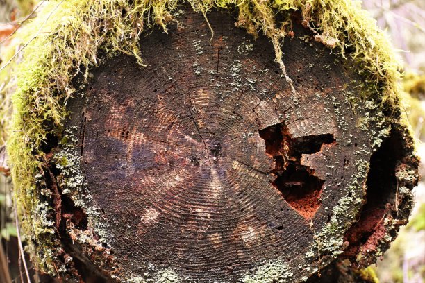 春天图片图片下载