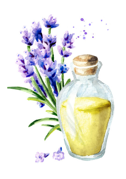 薰衣草精油。水彩手绘垂直插图，孤立的白色背景图片下载