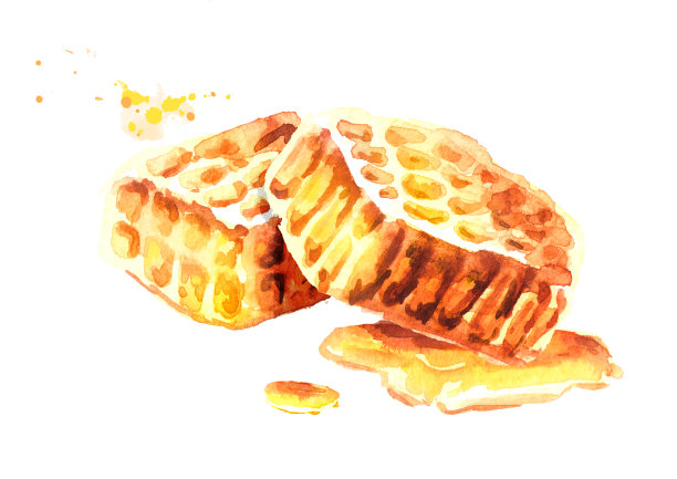 蜂窝组成。水彩手绘插图素材图片