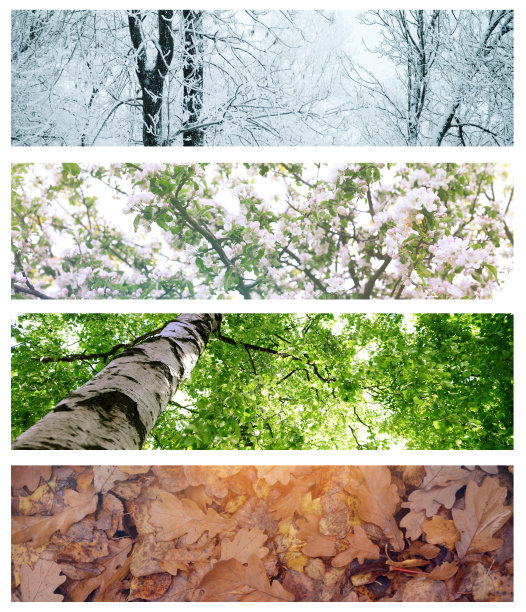 四季概念拼贴图片下载