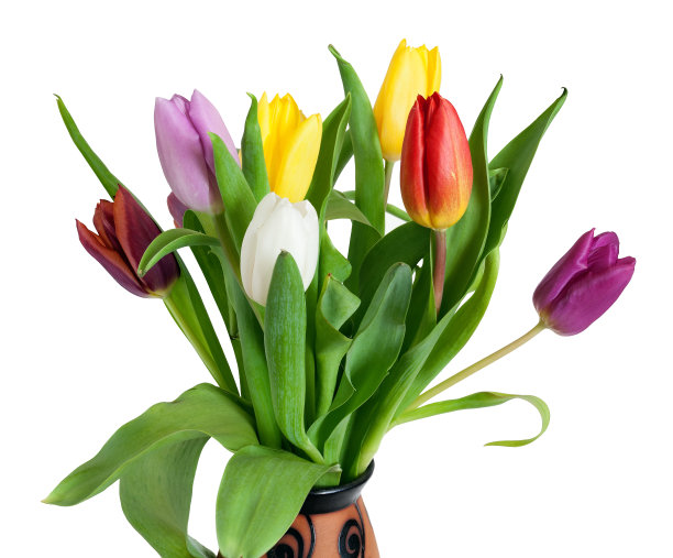 一束孤立的彩色郁金香花图片下载