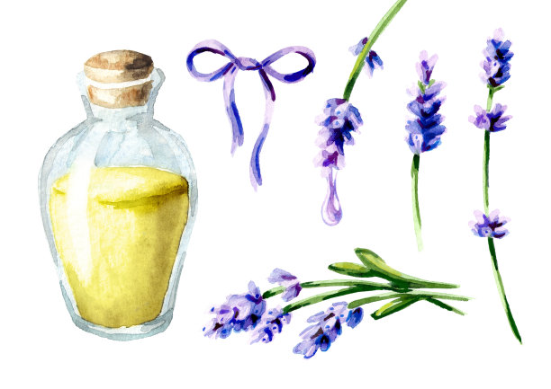 薰衣草精油套装。水彩手绘插图，孤立的白色背景图片下载