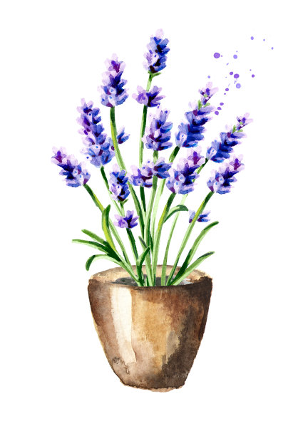 盆中薰衣草花。水彩手绘插图，白色背景孤立图片下载