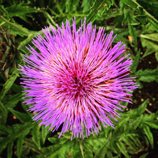 从上面看，一朵洋蓟花图片下载