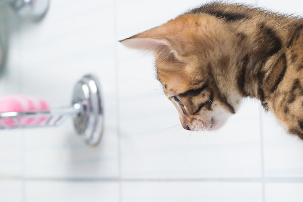 小猫看着浴室里的水图片下载
