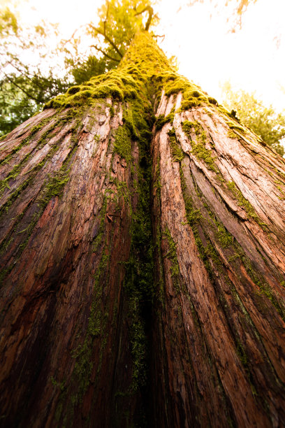 加拿大不列颠哥伦比亚省菲尔德附近的热带雨林图片下载