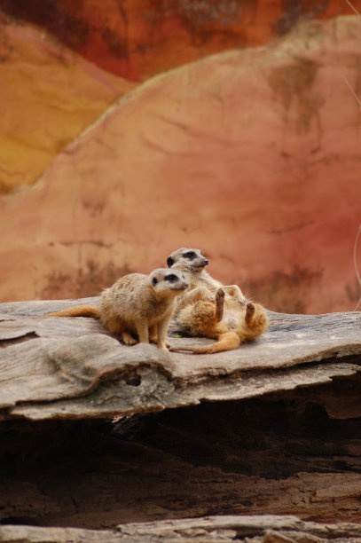 动物园里的猫鼬图片下载